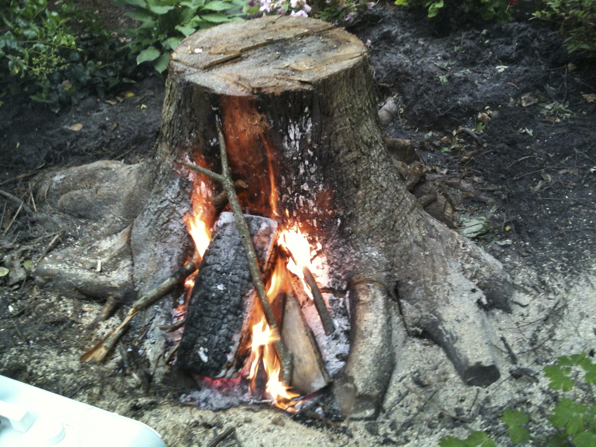 Stump Burning | stevescape